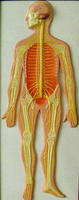 Модель барельефная "Нервная система человека"